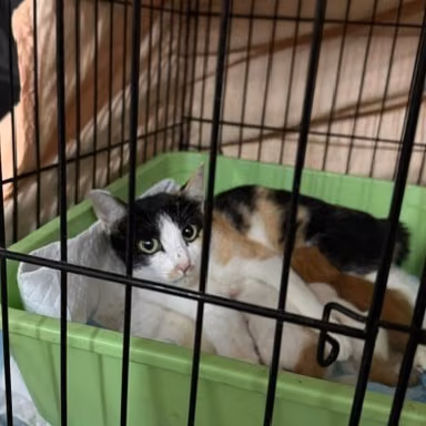 Calico adult male mixed-breed cat, Medium, shelter no. …3002