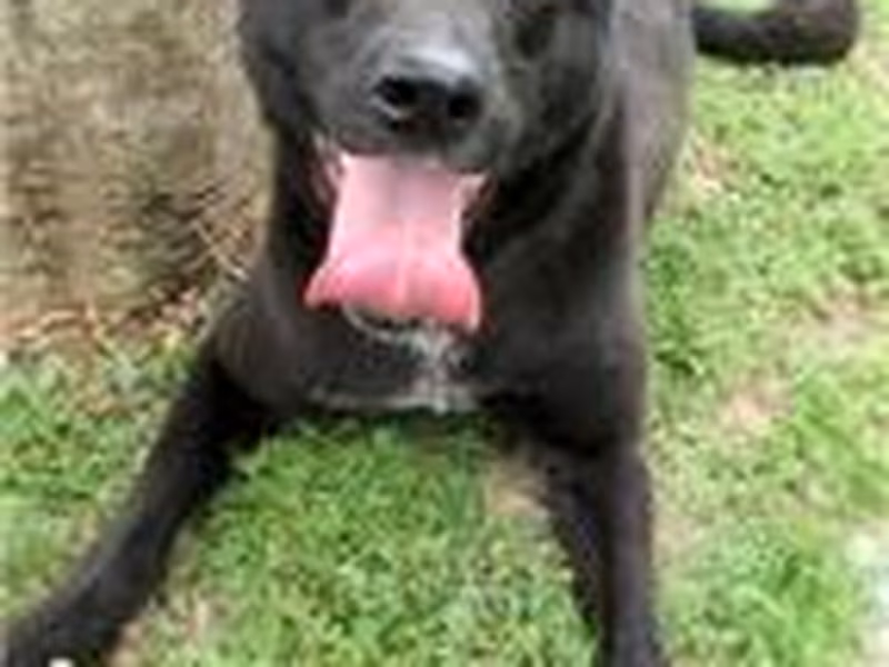 Black female mixed-breed dog, Medium, shelter no. …0023