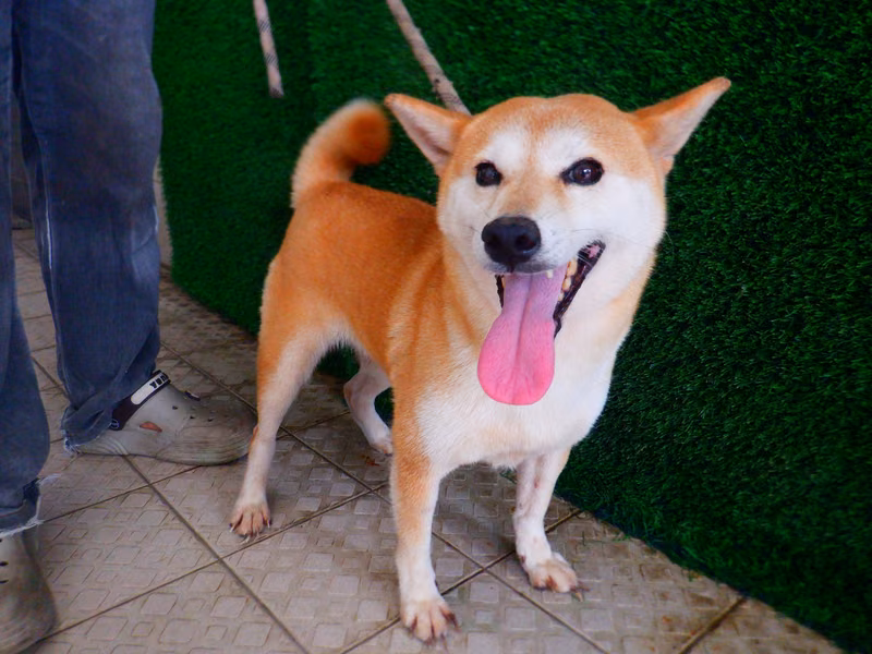 Tan adult female Shiba Inu, Medium, shelter no. …8521