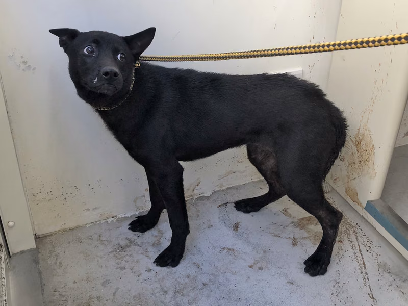 Black adult male mixed-breed dog, Medium, shelter no. …3002