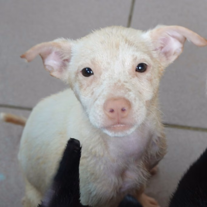 White young female mixed-breed dog, Small, shelter no. …7-05
