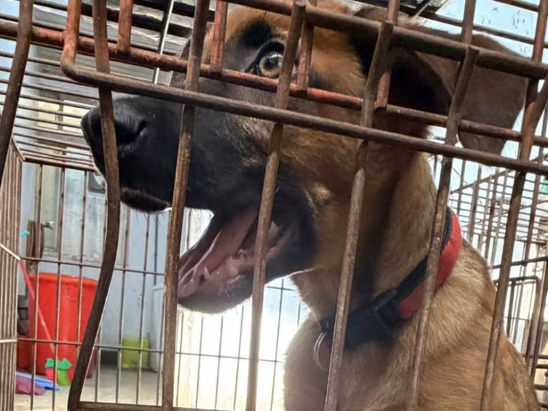 Tan adult male mixed-breed dog, Medium, shelter no. …6-03