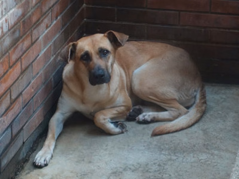Tan adult female mixed-breed dog, Large, shelter no. …0277