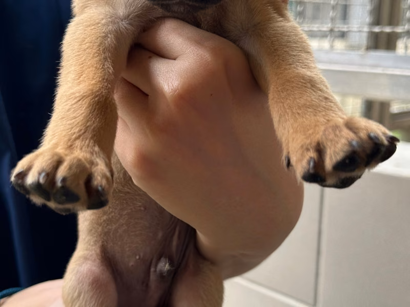 Tan young male mixed-breed dog, Medium, shelter no. …3008
