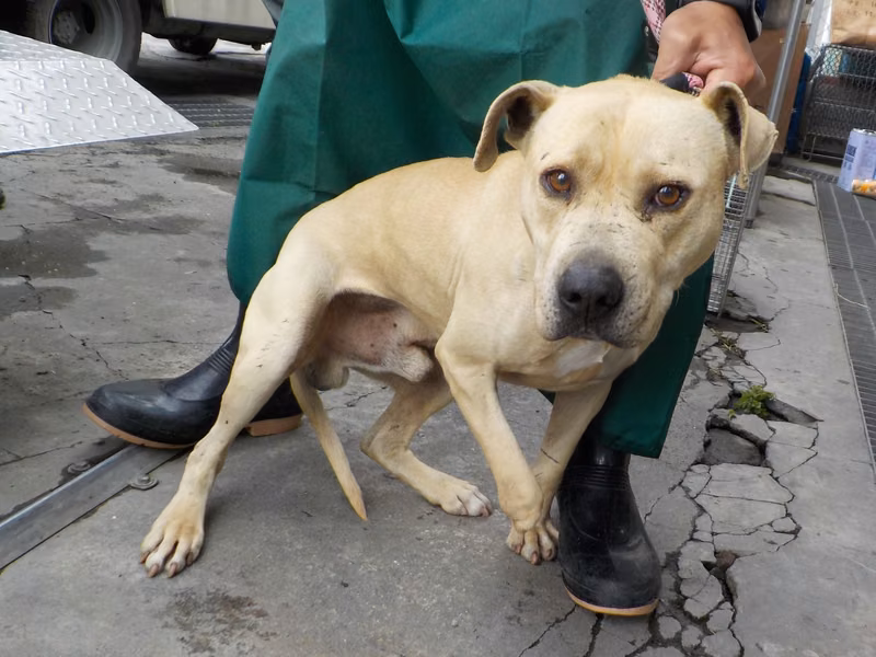 Cream adult male mixed-breed dog, Medium, shelter no. …3714