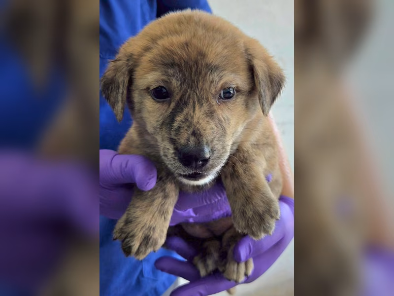 Tabby young female mixed-breed dog, Medium, shelter no. …6003