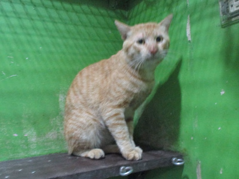 Tabby adult male mixed-breed cat, Large, shelter no. …C1-4