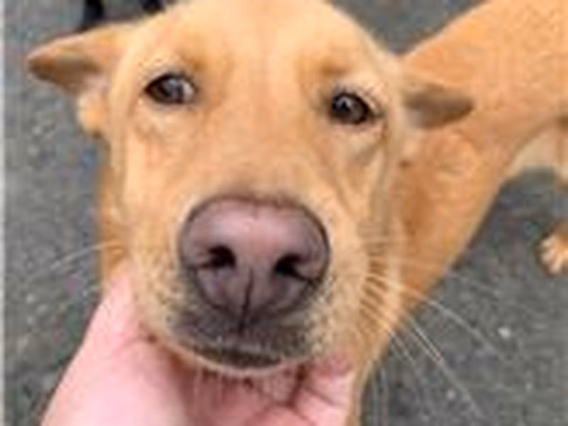 Tan adult female mixed-breed dog, Medium, shelter no. …7001