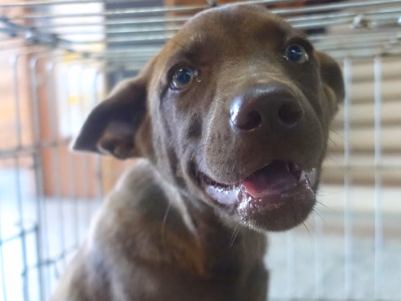Brown young female mixed-breed dog, Medium, shelter no. …0821