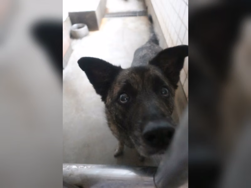 Perro mestizo macho adulto (atigrado), Grande, refugio n.º …0632