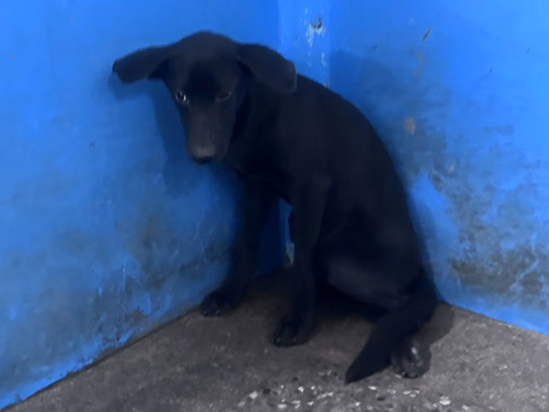Black adult female mixed-breed dog, Large, shelter no. …7006