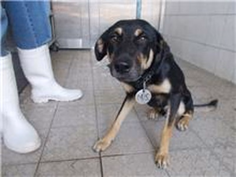 Black-and-tan adult male mixed-breed dog, Medium, shelter no. …6294