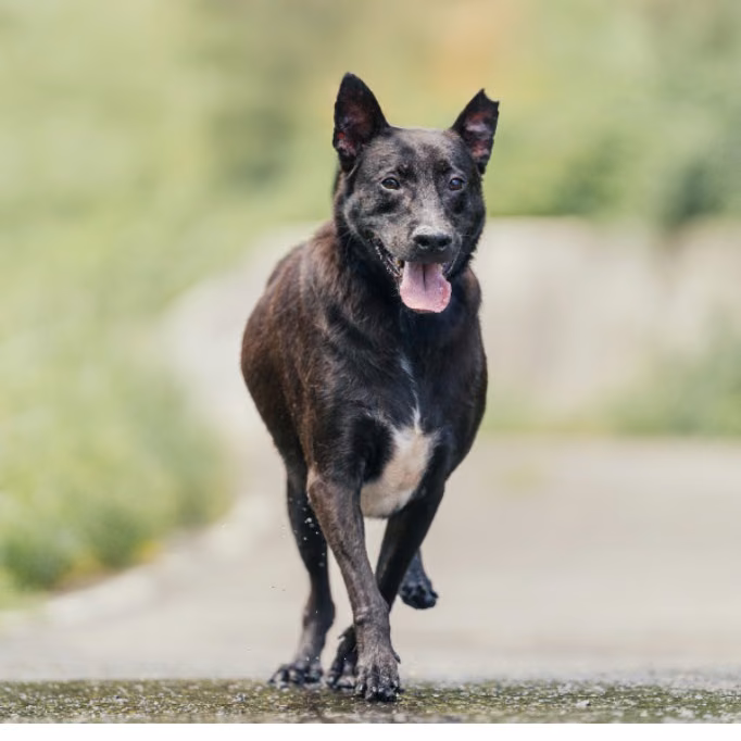 Black adult male mixed-breed dog, Small, shelter no. …3002