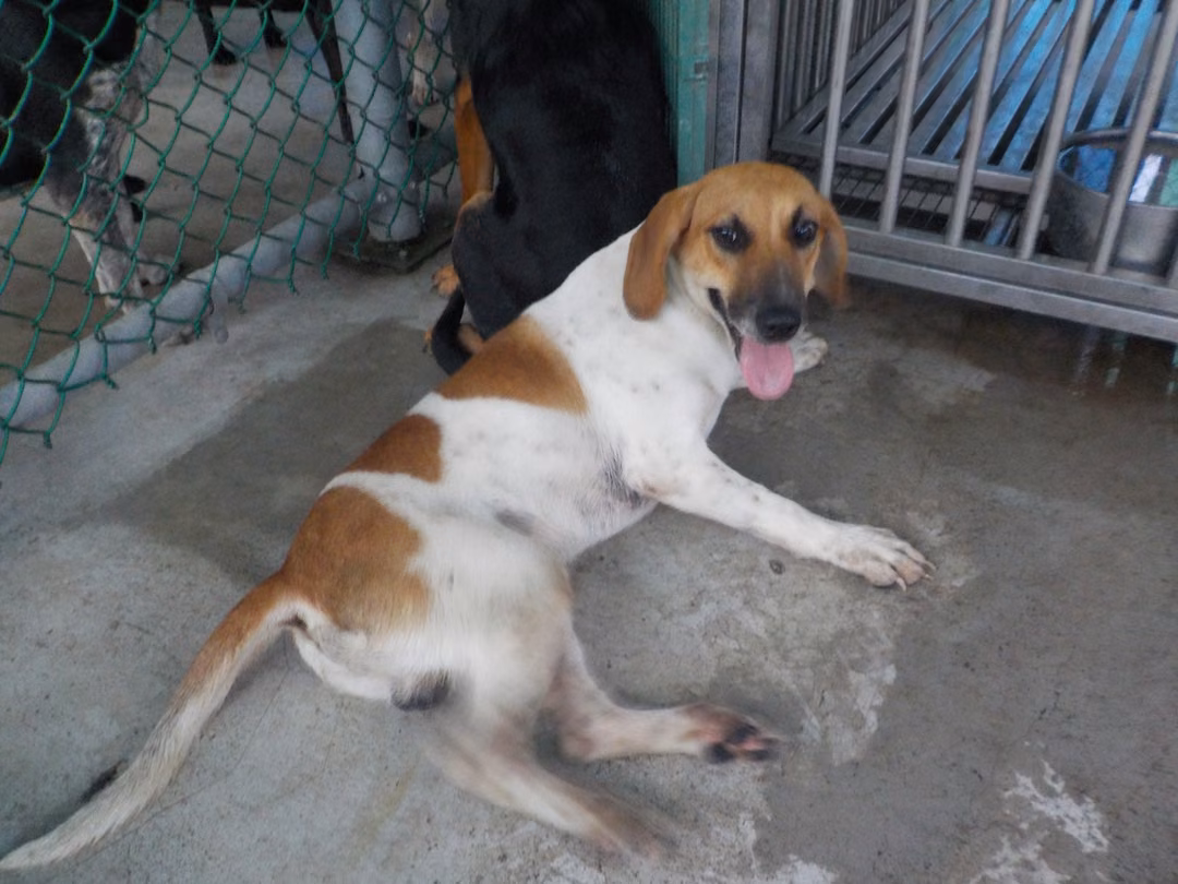 Tan-and-white adult male mixed-breed dog, Medium, shelter no. …9205
