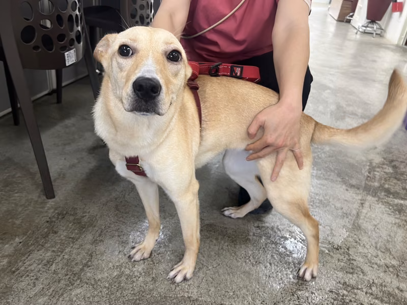 Tan adult female mixed-breed dog, Medium, shelter no. …2601