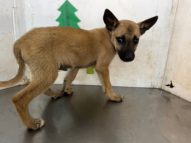 Tan young male mixed-breed dog, Large, shelter no. …2404