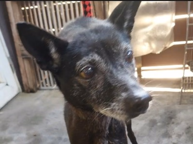 Black adult female mixed-breed dog, Medium, shelter no. …2001
