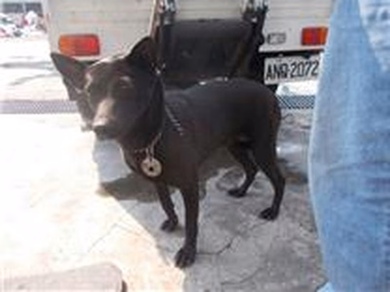 Black adult female mixed-breed dog, Medium, shelter no. …7168