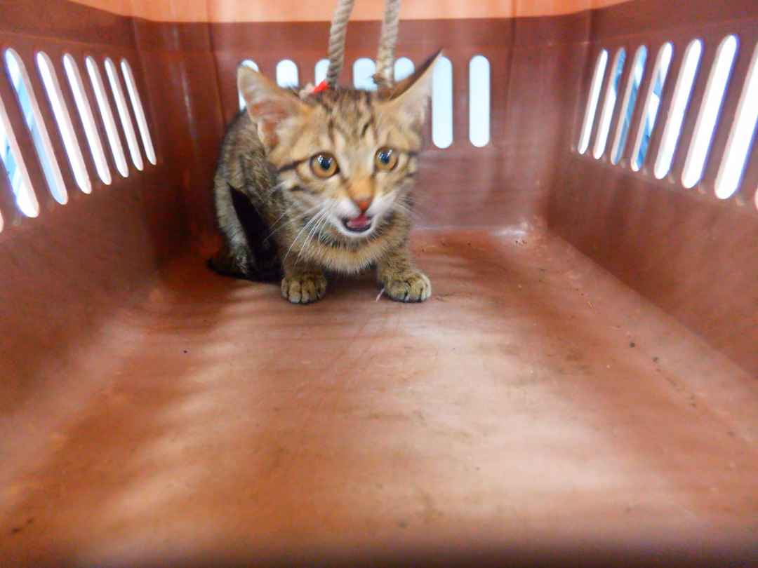 Tabby young male mixed-breed cat, Small, shelter no. …07C3