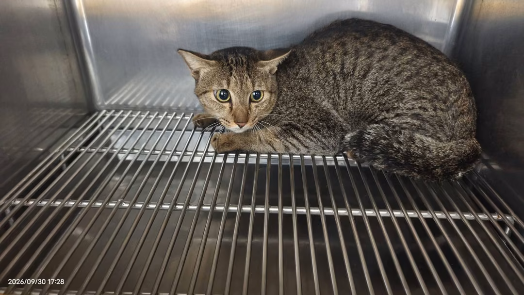Tabby adult male mixed-breed cat, Medium, shelter no. …0101