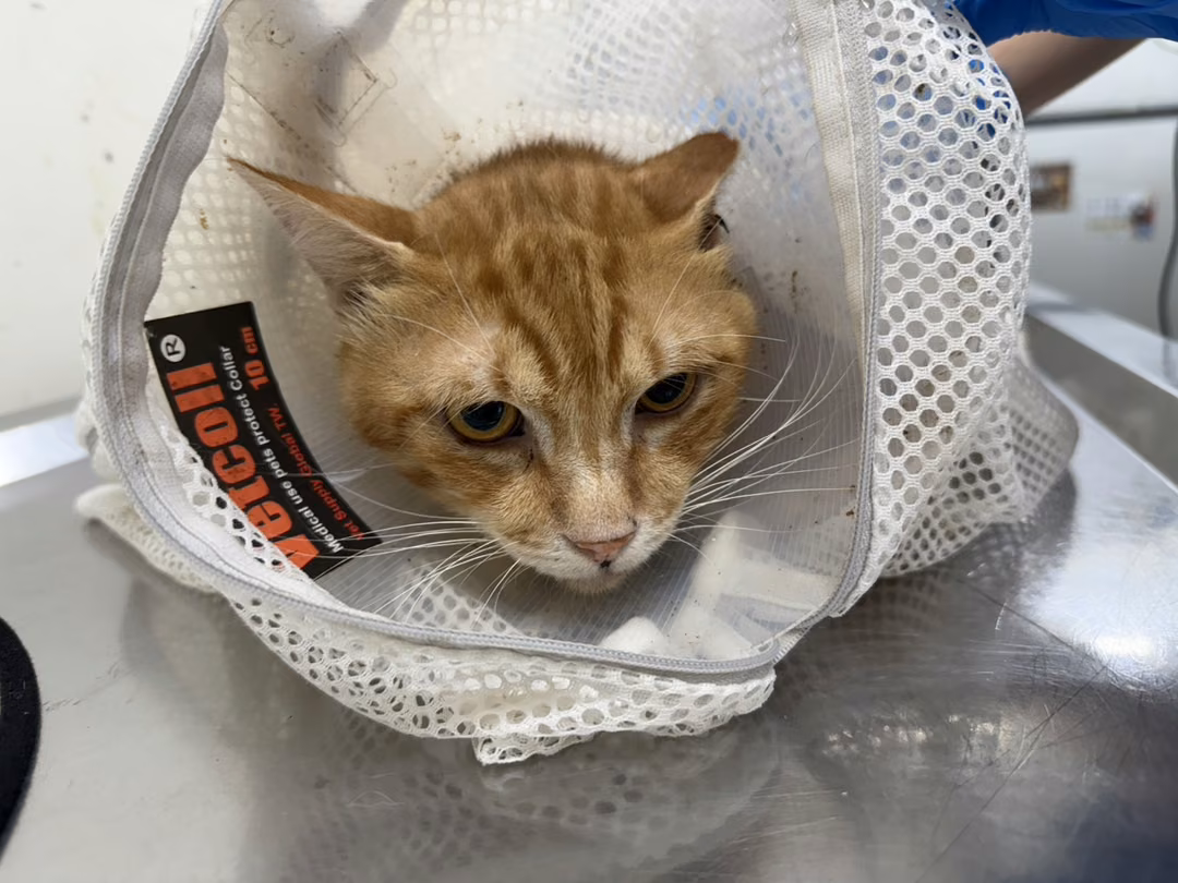 Orange tabby adult male mixed-breed cat, Medium, shelter no. …1709