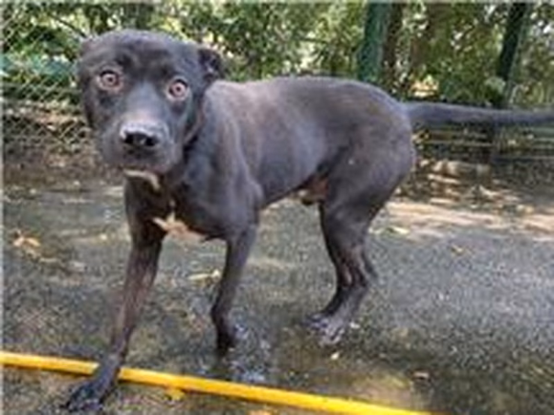 Black-and-white adult male mixed-breed dog, Medium, shelter no. …1003