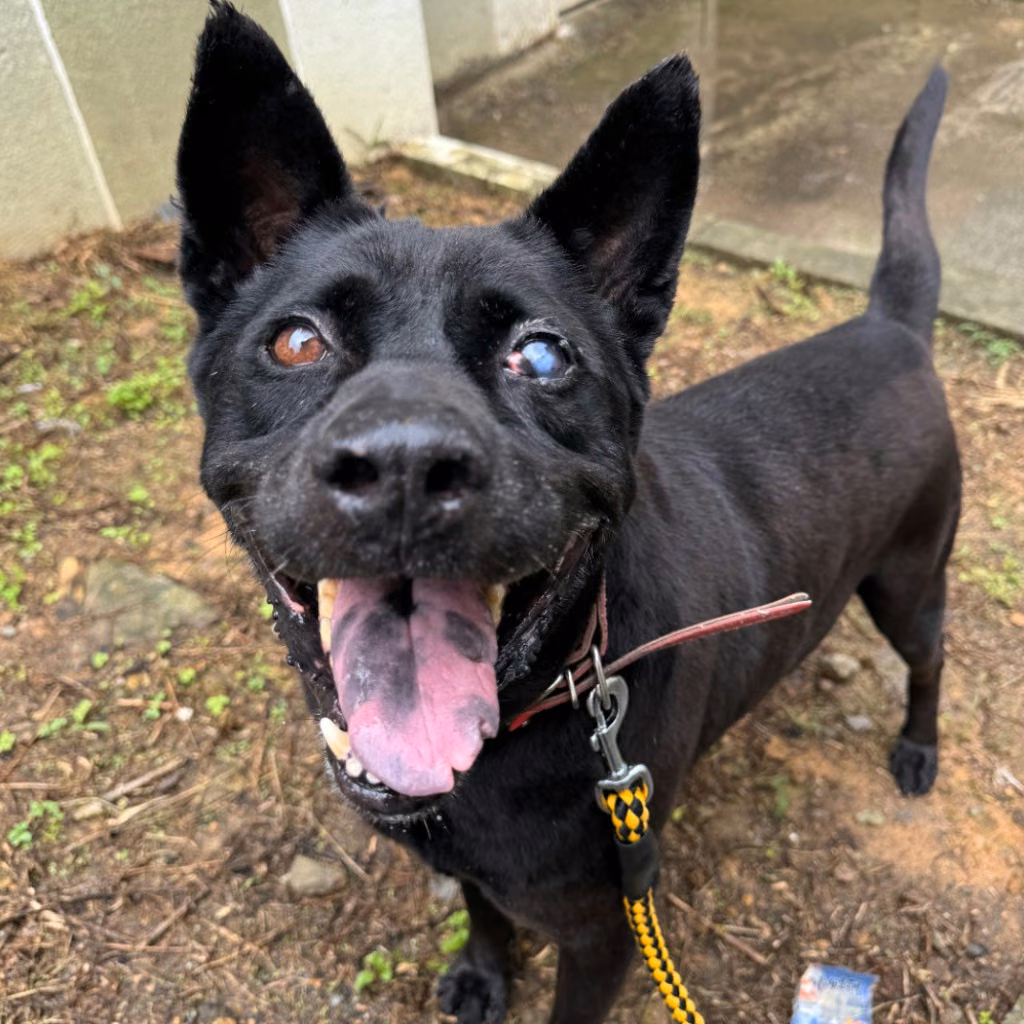 Black adult male mixed-breed dog, Large, shelter no. …6002