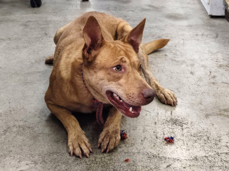 Tan adult female mixed-breed dog, Medium, shelter no. …1215