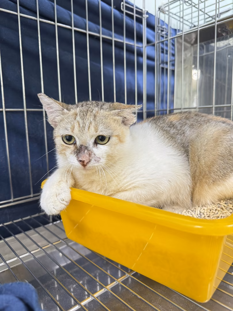 Tabby young female mixed-breed cat, Small, shelter no. …2001