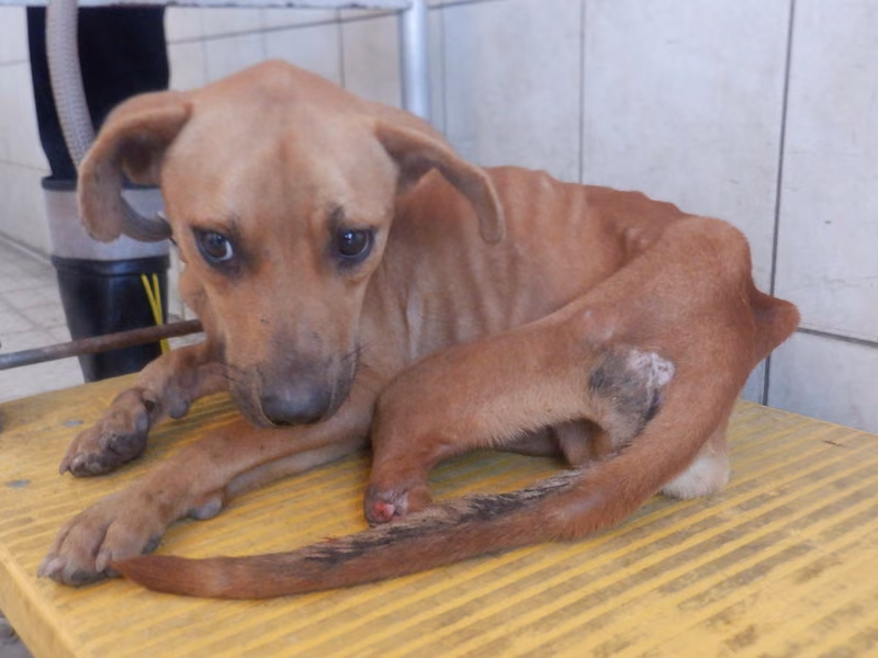 Tan adult male mixed-breed dog, Medium, shelter no. …2840