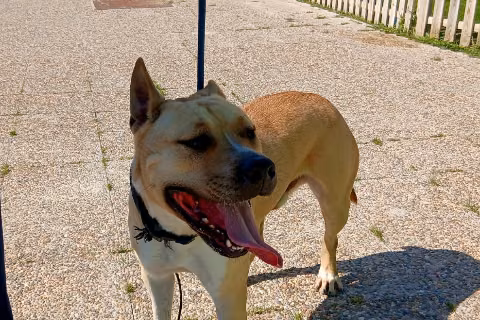 Nalo, Adult · Male · Medium · American Staffordshire Terrier