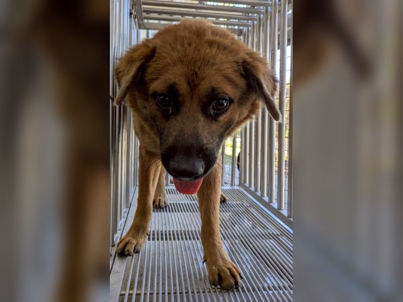 Brown adult male mixed-breed dog, Medium, shelter no. …8004