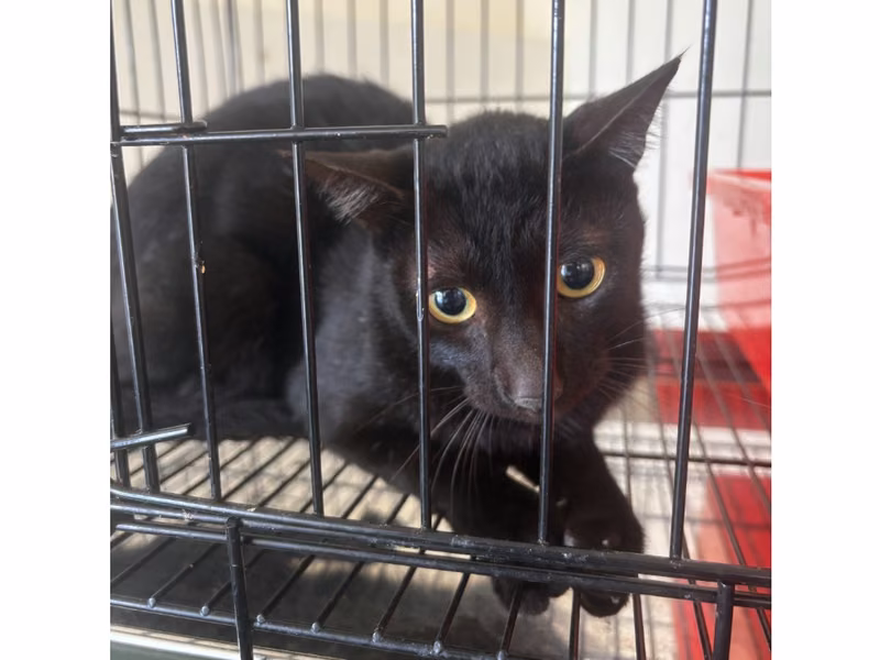 Black adult male mixed-breed cat, Medium, shelter no. …0001