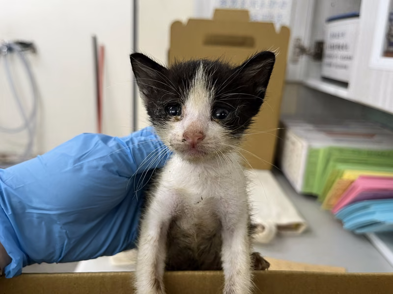 Black-and-white young male mixed-breed cat, Small, shelter no. …0807