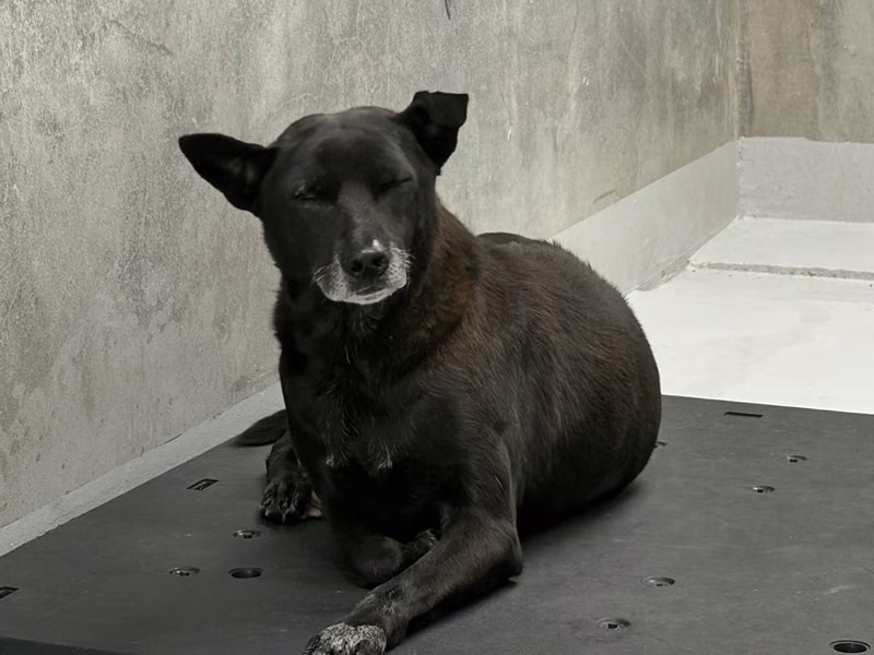 Black adult male mixed-breed dog, Large, shelter no. …5001