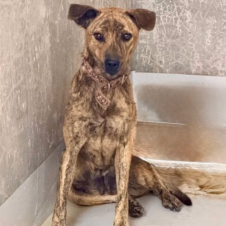 Tabby adult female mixed-breed dog, Large, shelter no. …4001