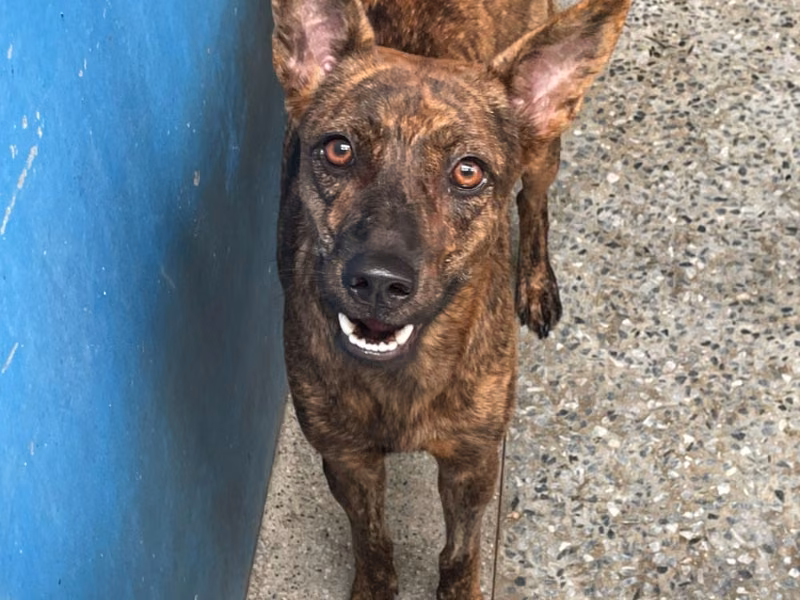 Tabby adult female mixed-breed dog, Large, shelter no. …0006
