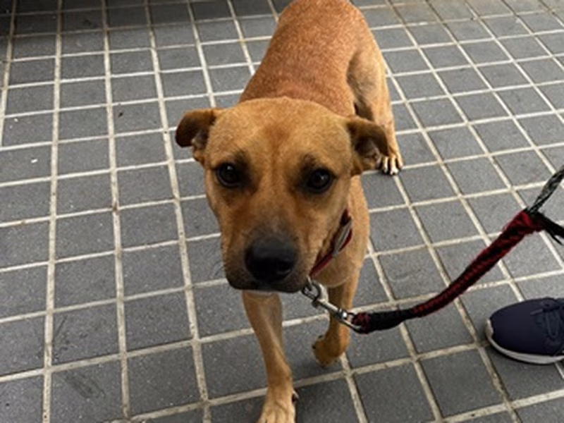 Tan-and-white adult male mixed-breed dog, Large, shelter no. …6002