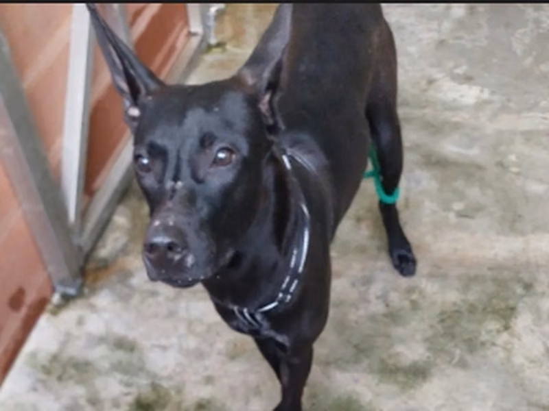 Black adult male mixed-breed dog, Medium, shelter no. …6002