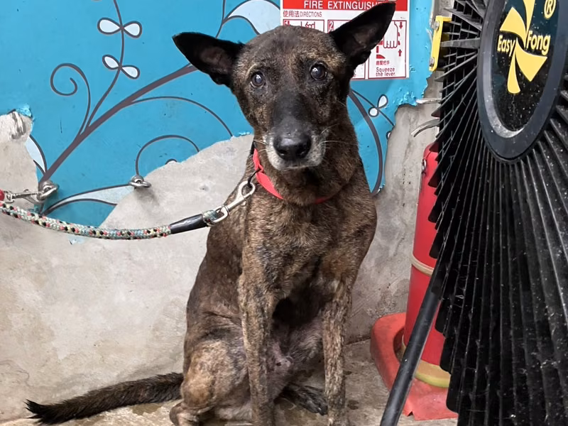 Tabby adult male mixed-breed dog, Large, shelter no. …0003