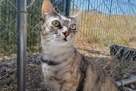 Socorro, Adult · Female · European Shorthair