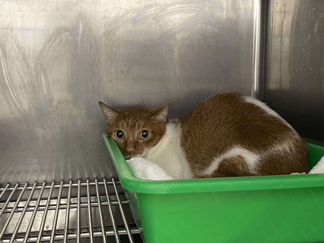 Orange-and-white adult female mixed-breed cat, Small, shelter no. …3106