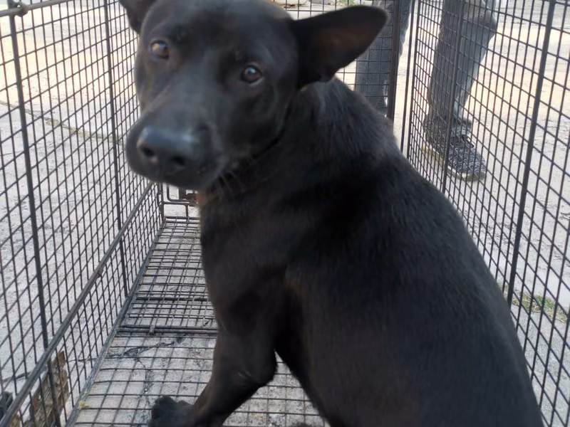 Black adult male mixed-breed dog, Medium, shelter no. …5D01