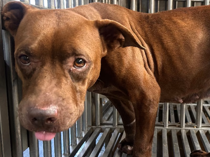 Brown adult female mixed-breed dog, Medium, shelter no. …2902