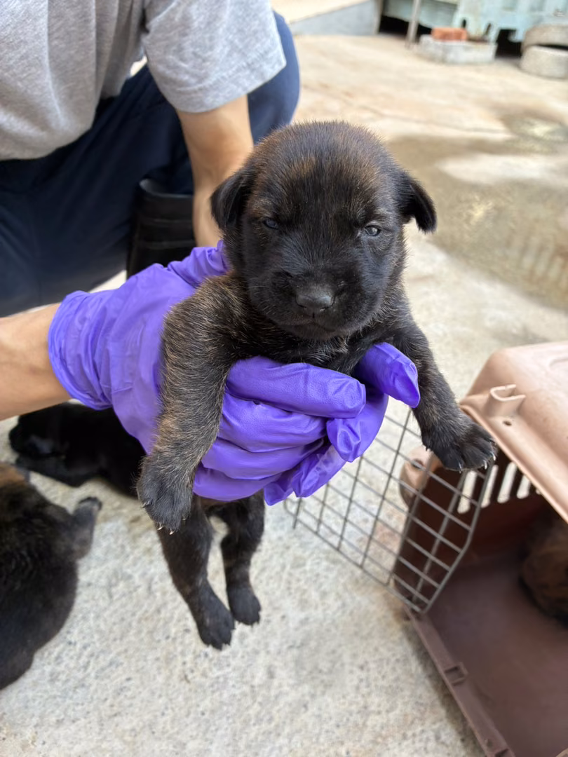 Black tabby young male mixed-breed dog, Small, shelter no. …6011