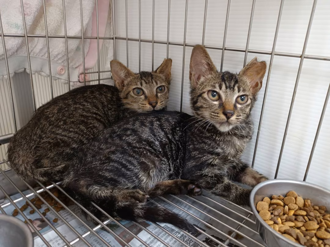 Tabby young male mixed-breed cat, Small, shelter no. …0703