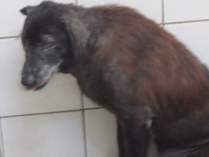 Tan adult female mixed-breed dog, Large, shelter no. …25-1