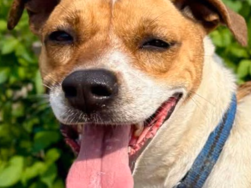 Tan-and-white adult female mixed-breed dog, Medium, shelter no. …4-22