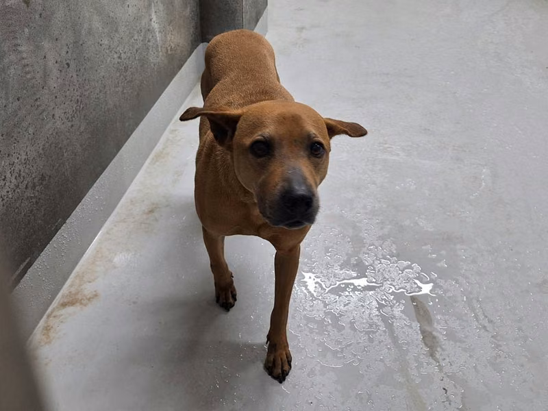 Brown adult male mixed-breed dog, Medium, shelter no. …1001