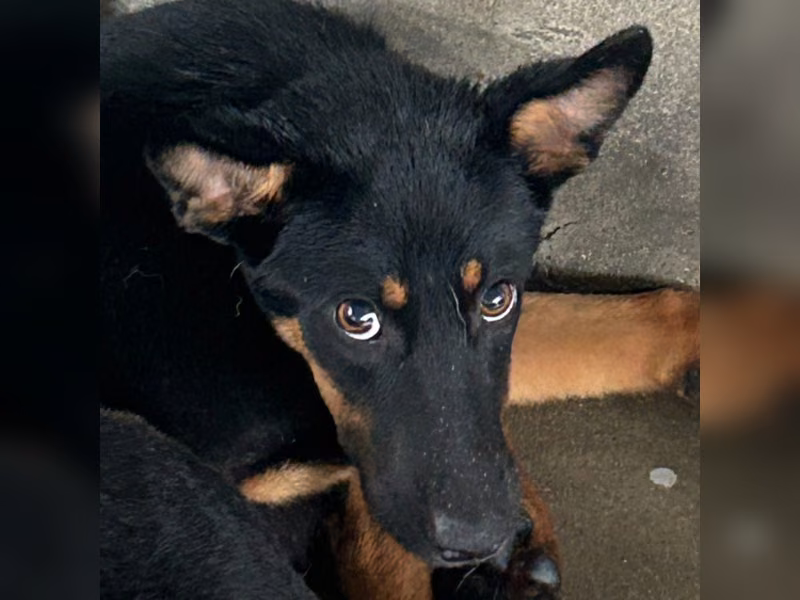 Black-and-tan adult male mixed-breed dog, Medium, shelter no. …8005